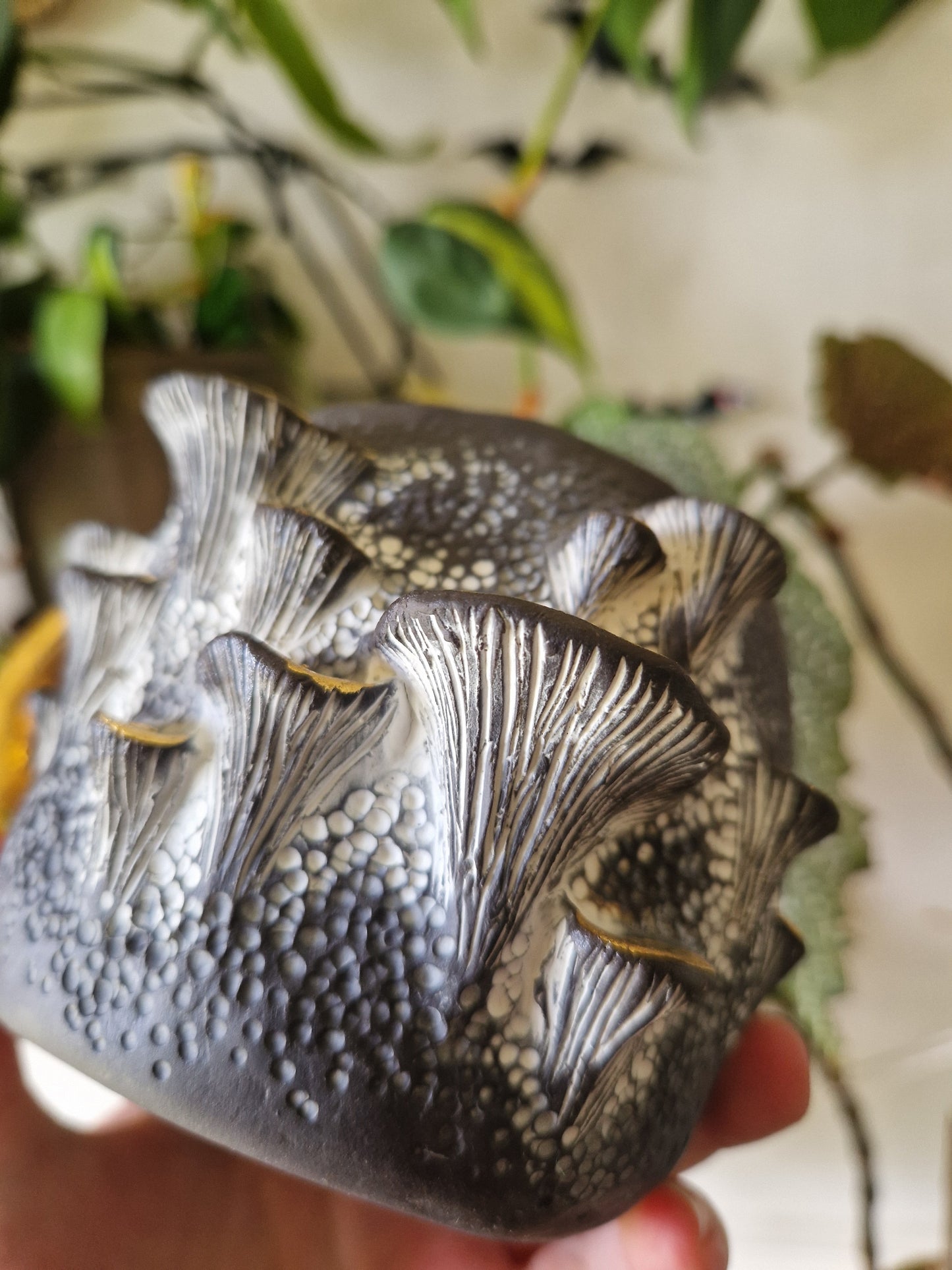 14oz Bracket Fungus Mug